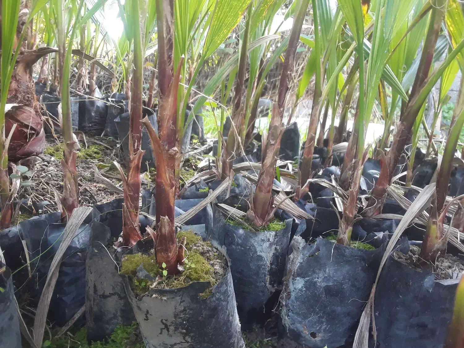 فروش پالم واشنگتن تنه قرمز نایلکسی|گل و گیاه طبیعی|رودسر, |دیوار