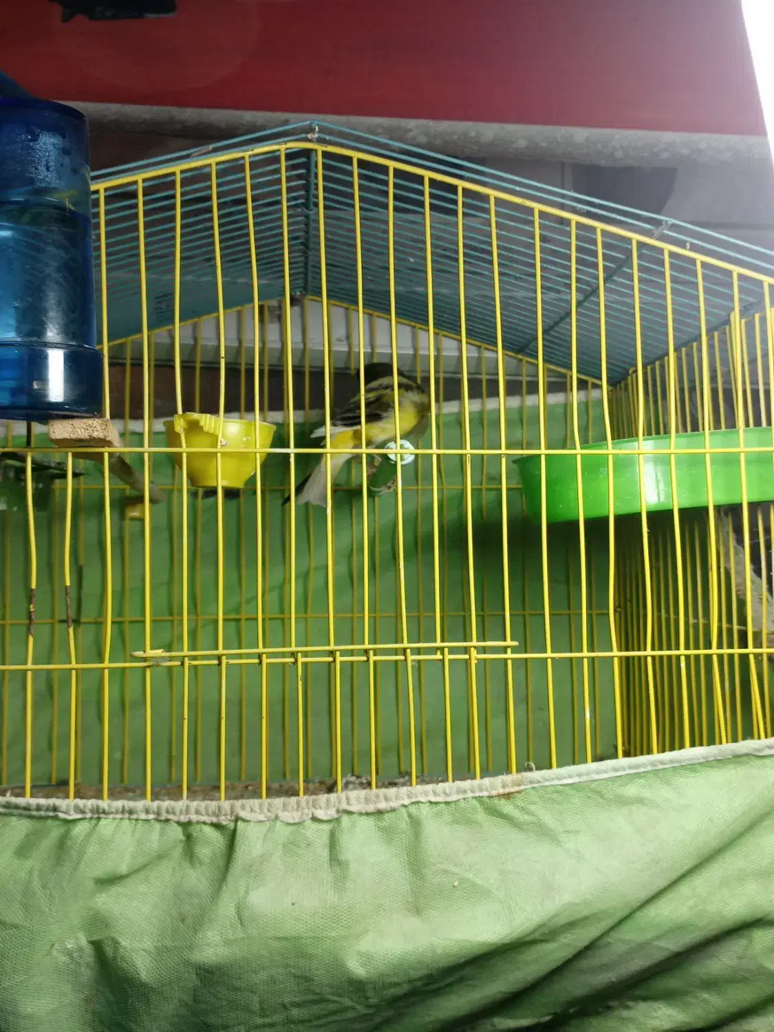 پرنده سرای طلایی|پرنده|رشت, آب و برق|دیوار