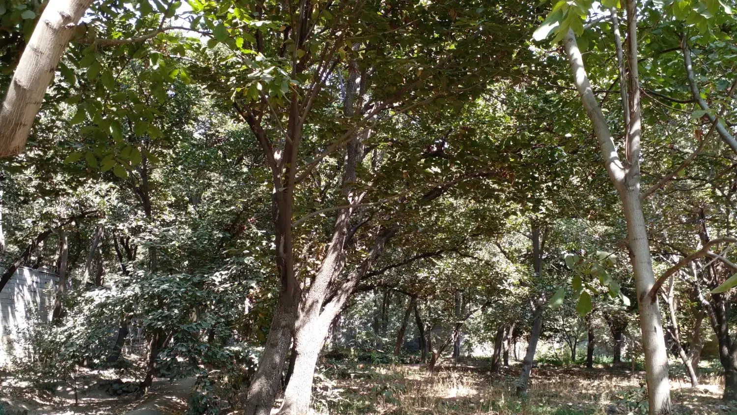 ۱۷۰۵ متر باغ - خدابخش|فروش زمین و ملک کلنگی|تهران, کن|دیوار