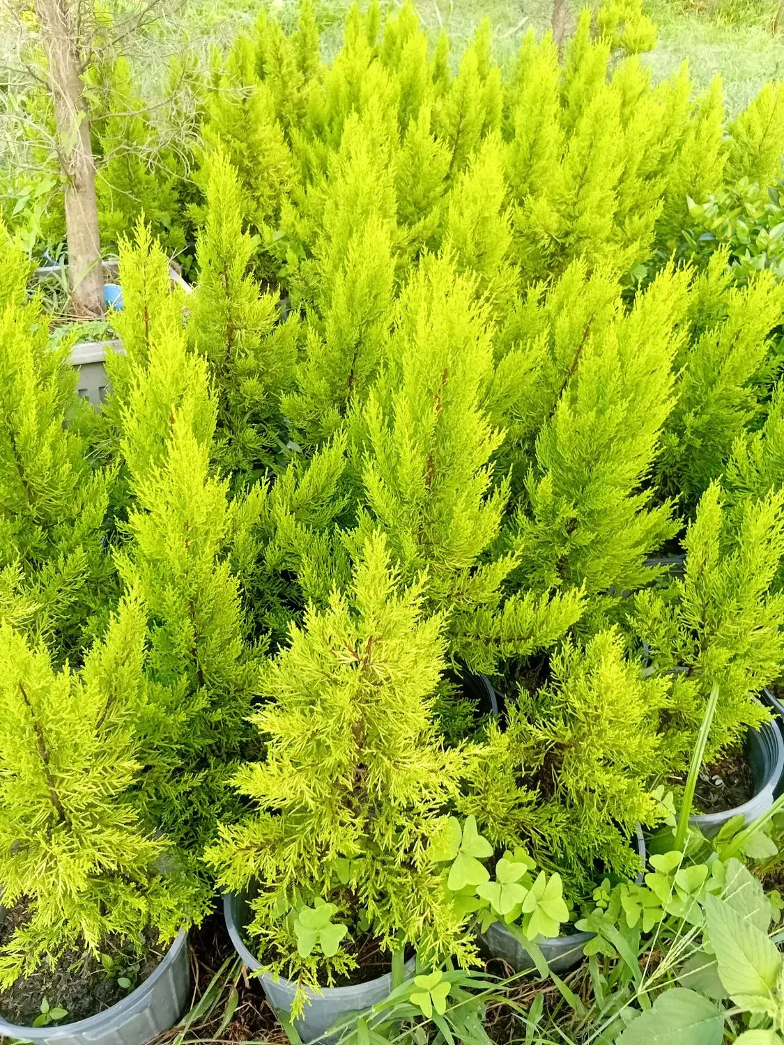 لافسون سطل ۳ کامیس سطل ده وهفت|عمدهفروشی|کتالم و سادات شهر, |دیوار