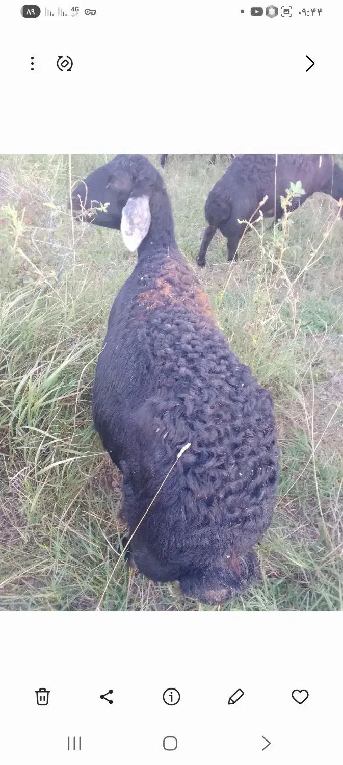 گوسفند قره چال ابستن|حیوانات مزرعه|کوراییم, |دیوار