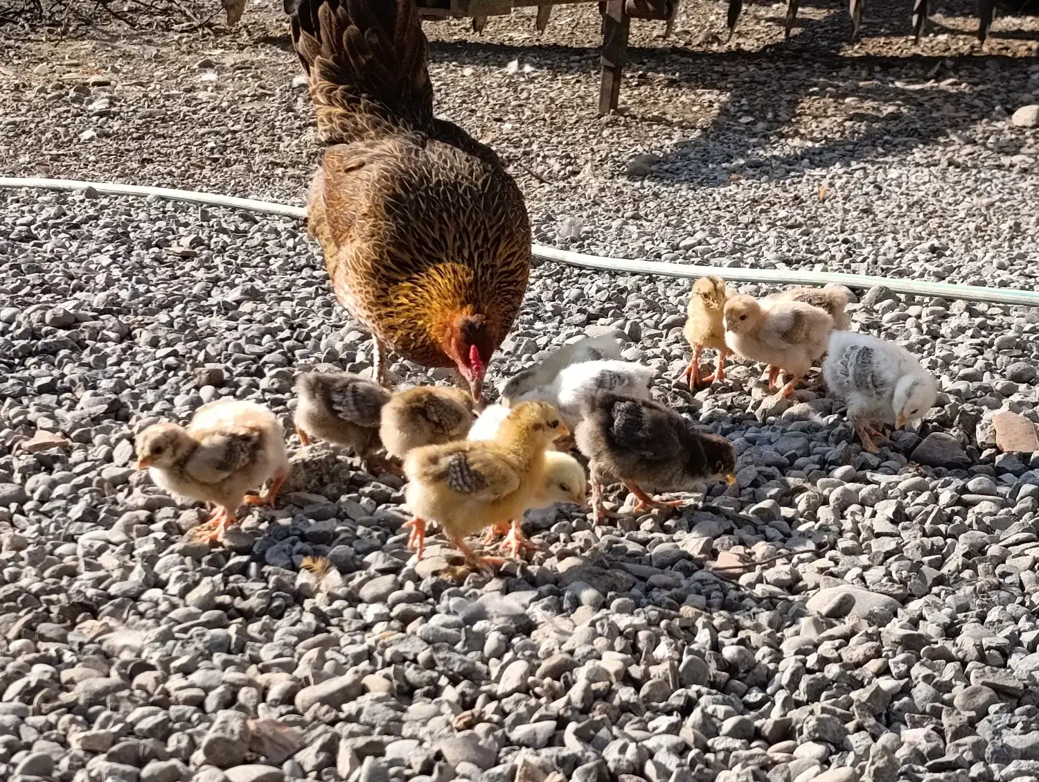 مرغ گرک با جوجه ها|حیوانات مزرعه|پارس‌آباد, |دیوار