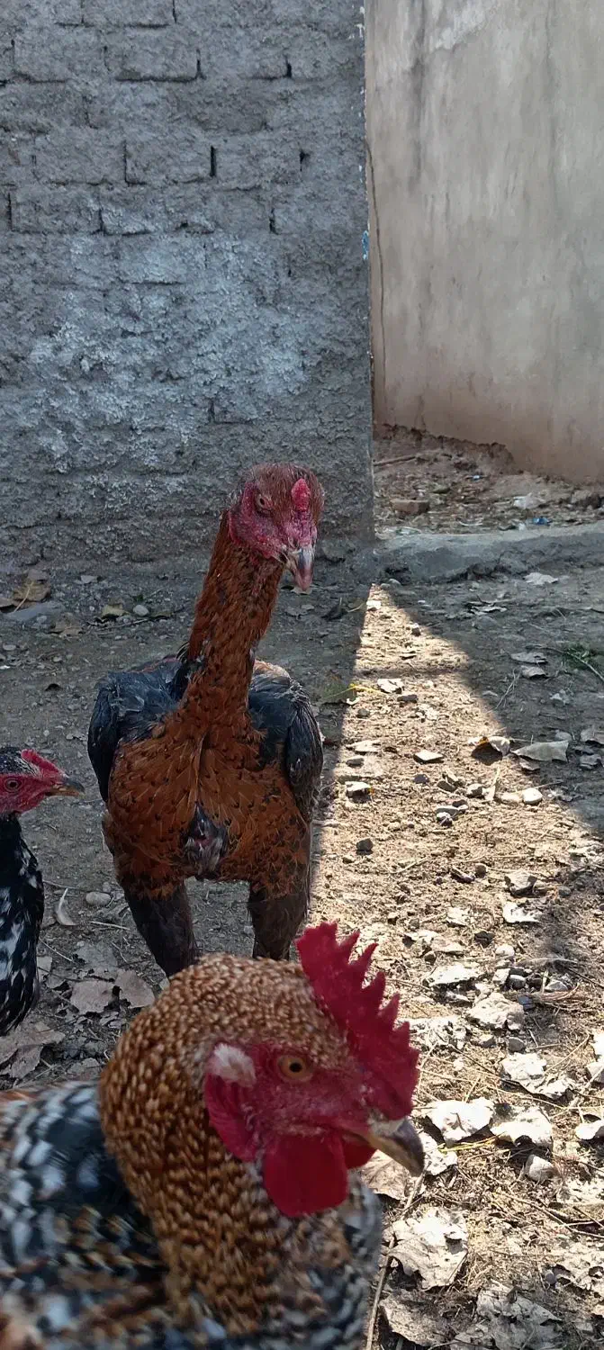 جوجه خروس لاری و محلی|حیوانات مزرعه|قائمشهر, |دیوار