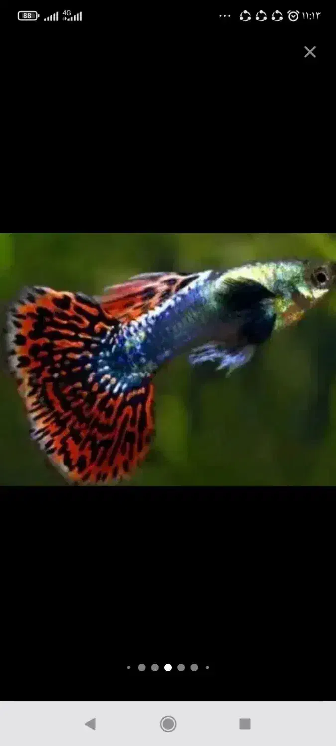 ۲۰عدد ماهی گوپی بیگ ایر چمپیون مولد درشت|ماهی|تهران, والفجر (افسریه)|دیوار