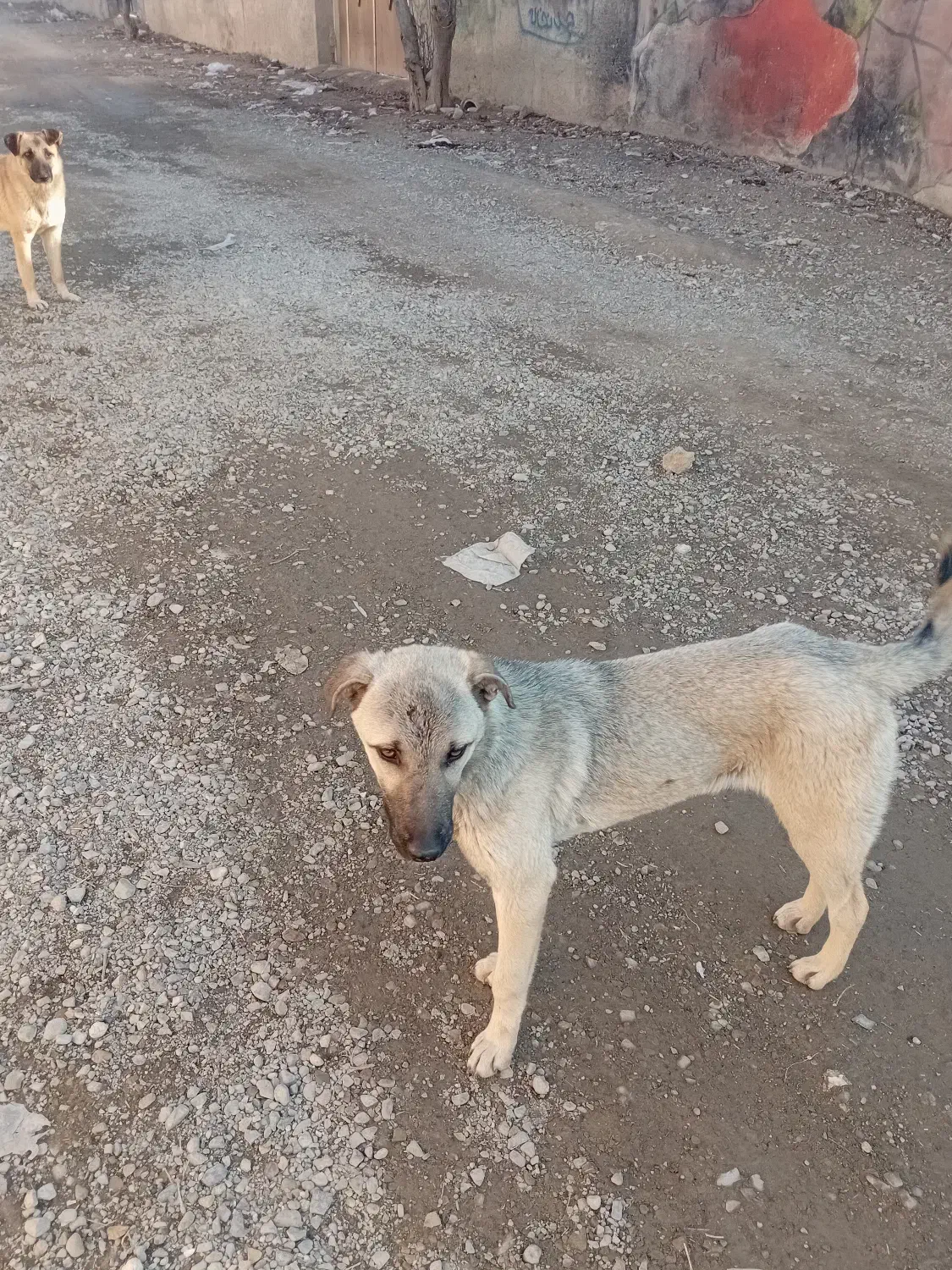 واگذاری توله نگهبان|سگ|هشتگرد, تهران دشت|دیوار