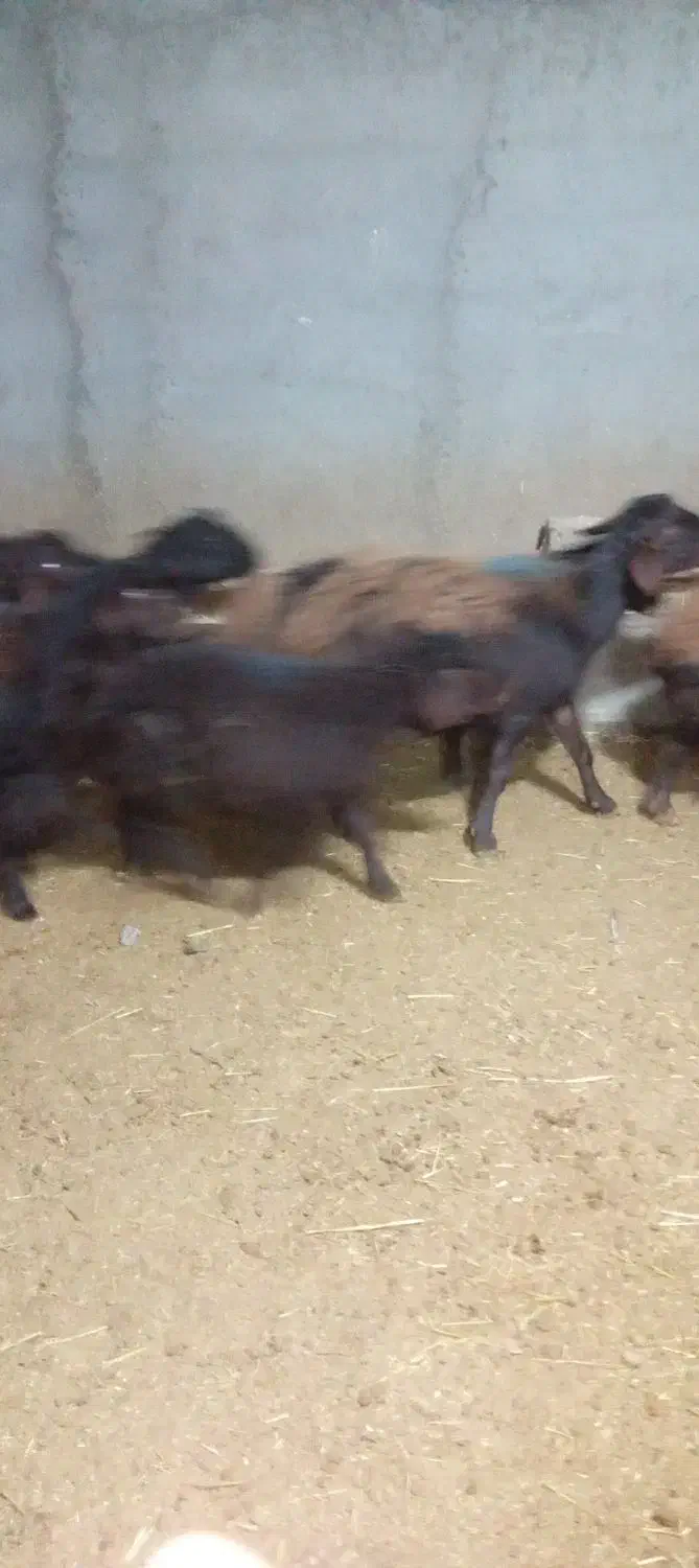 میش|حیوانات مزرعه|میان جلگه, |دیوار