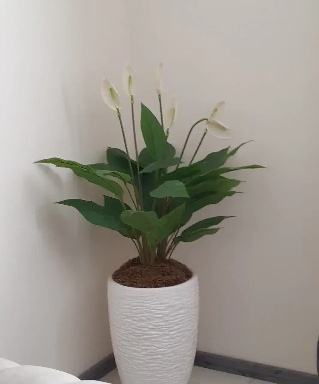 گلدان|گل مصنوعی|مشهد, جاهد شهر|دیوار