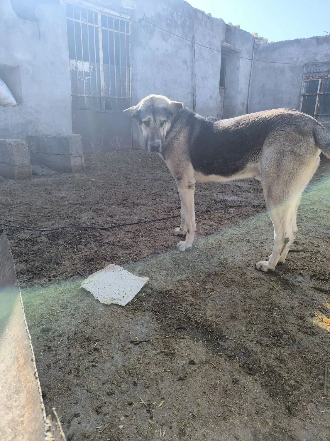 سگپژدر|سگ|سرپل ذهاب, |دیوار