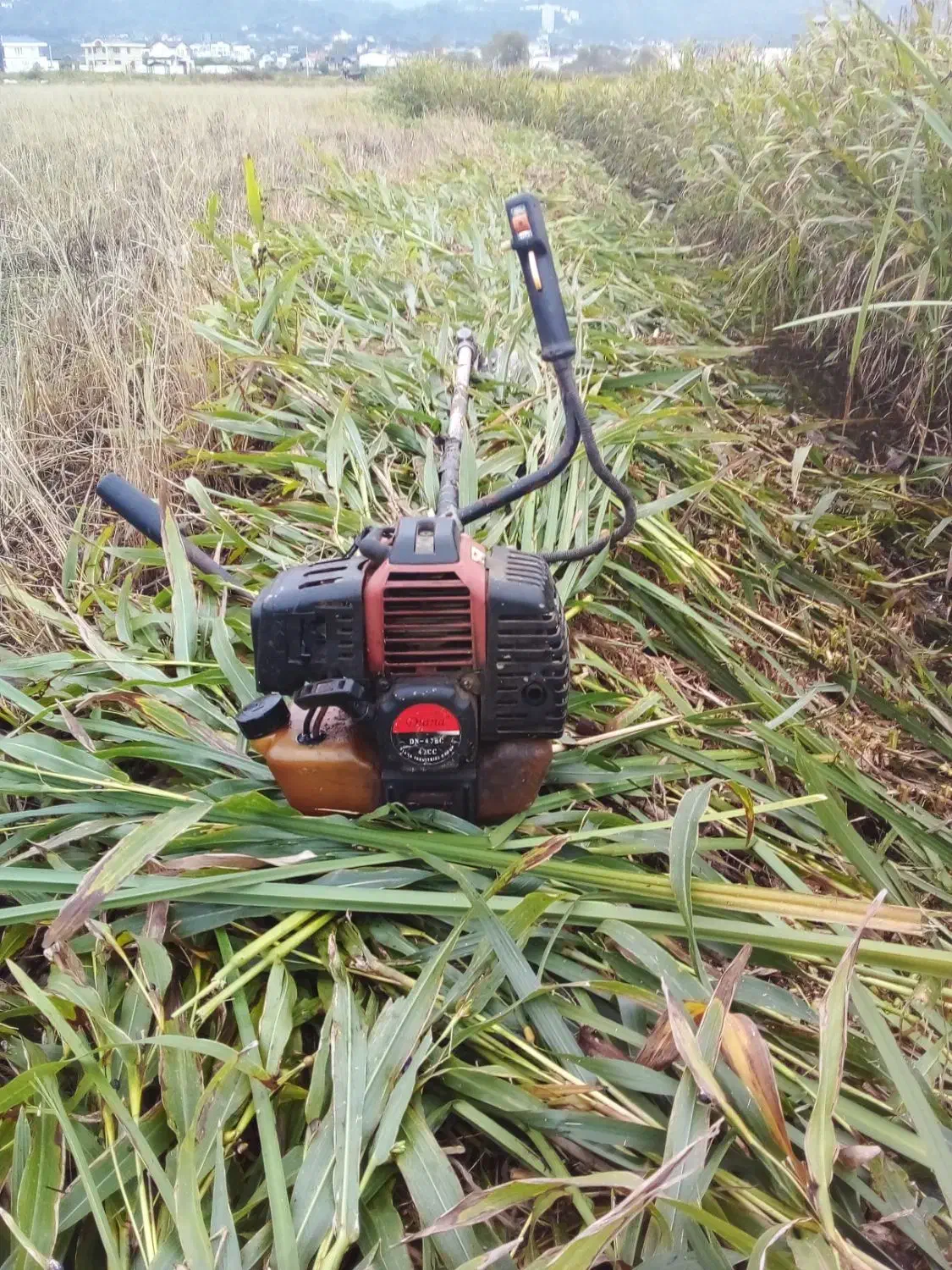 خدمات تراش باغات|خدمات باغبانی و درختکاری|رامسر, |دیوار