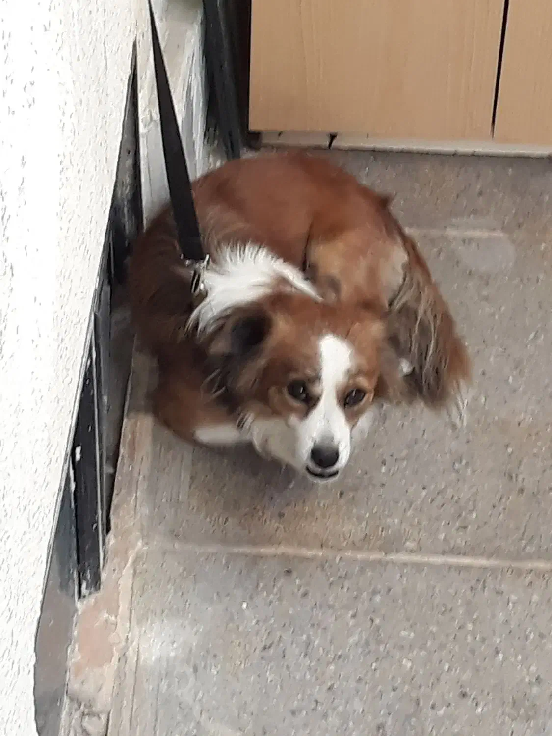 سگ گمشده|حیوانات|کرج, حاجی آباد|دیوار