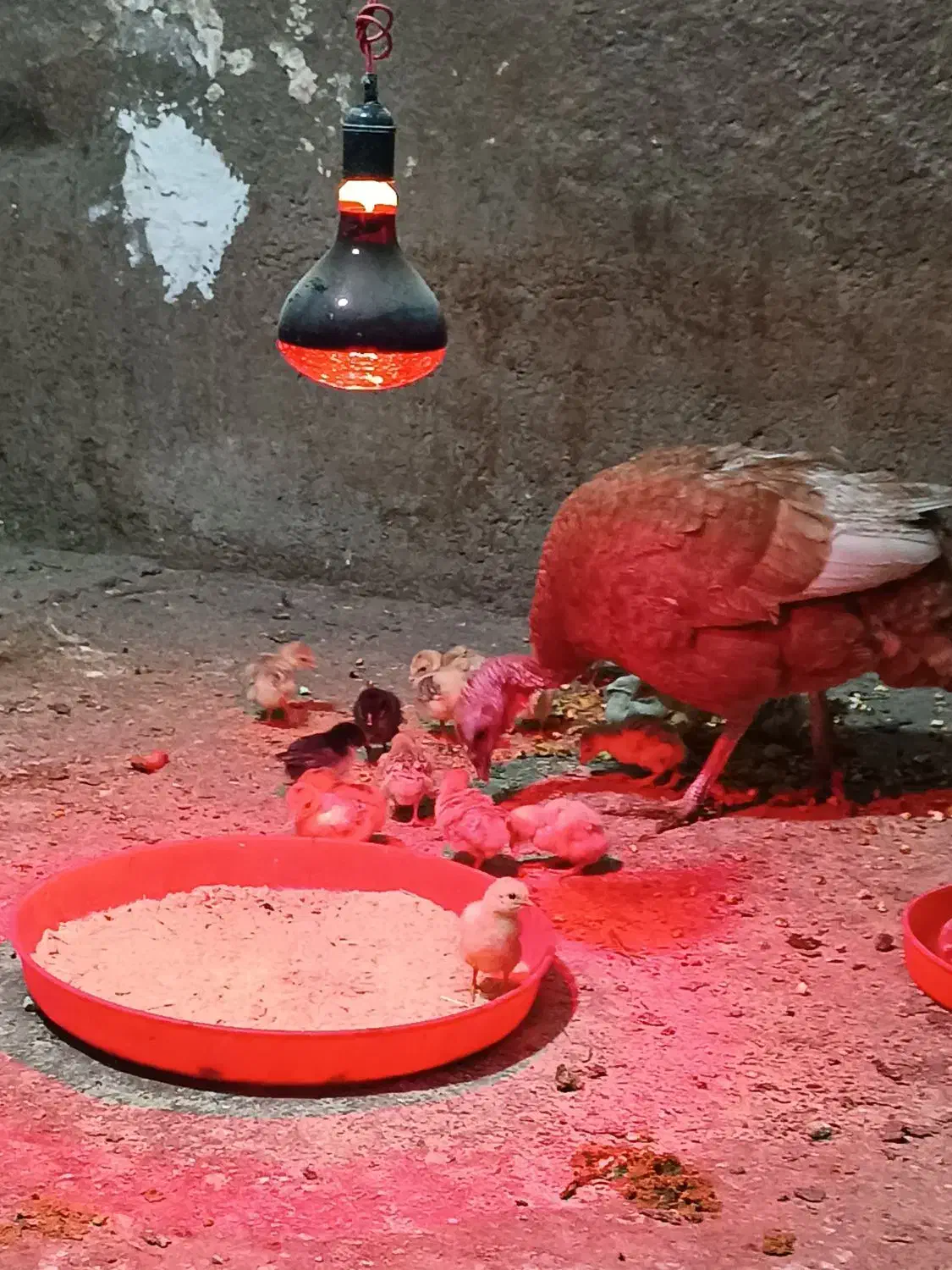 بوقلمون و جوجه بهترین نژاد|حیوانات مزرعه|بروجرد, |دیوار