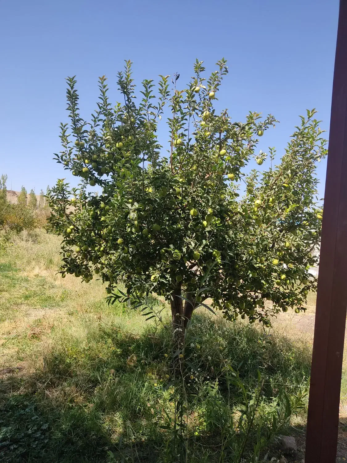 اجاره ۶ هکتار|اجارهٔ دفتر صنعتی، کشاورزی، تجاری|مرند, |دیوار