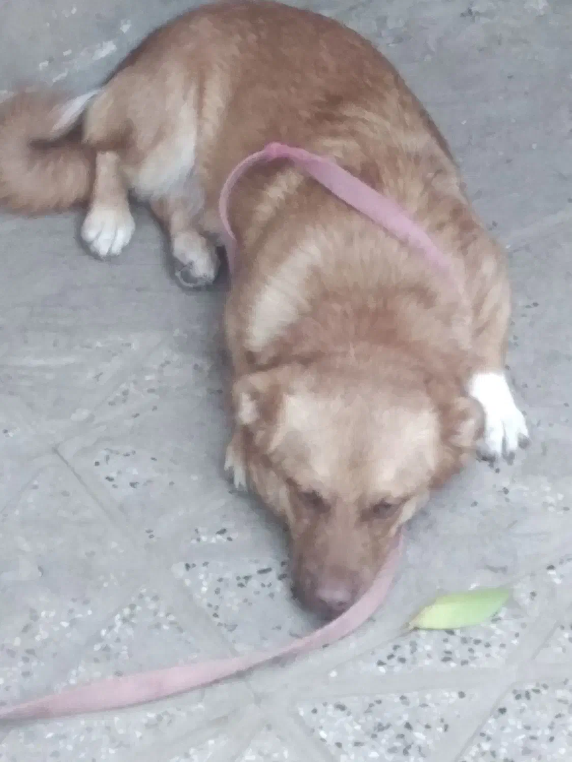 سگ پاکوتاه|سگ|آزادشهر, |دیوار