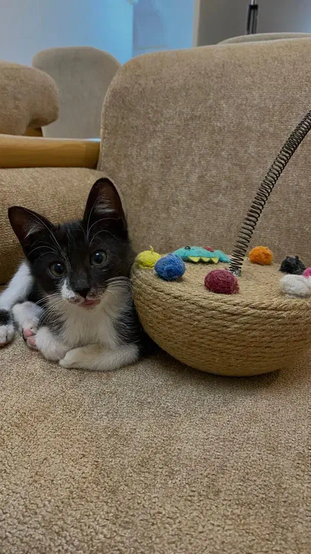 واگذاری بچه گربه سه ماهه ماده|گربه|لاهیجان, قیام|دیوار