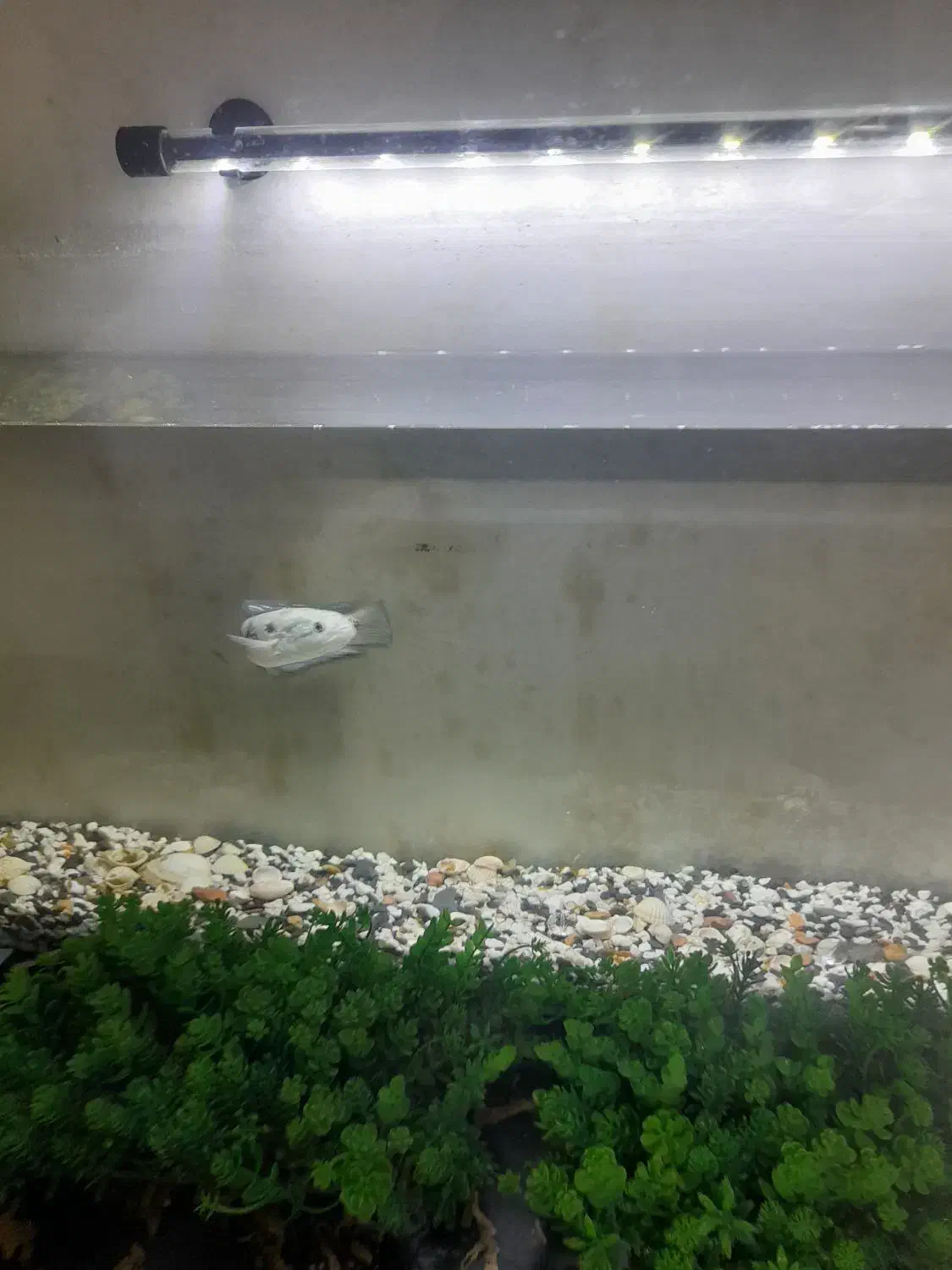 چانا آسیا با آکواریومش|ماهی|تهران, تهرانپارس شرقی|دیوار