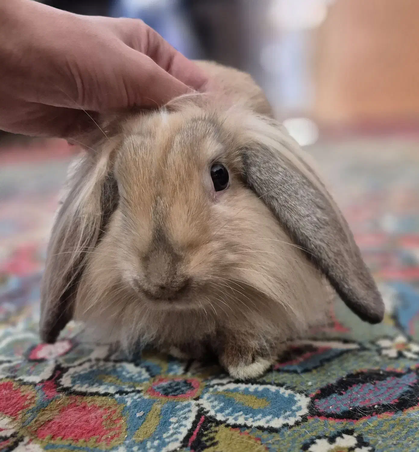 خرگوش لوپ اصیل|موش و خرگوش|دزفول, |دیوار