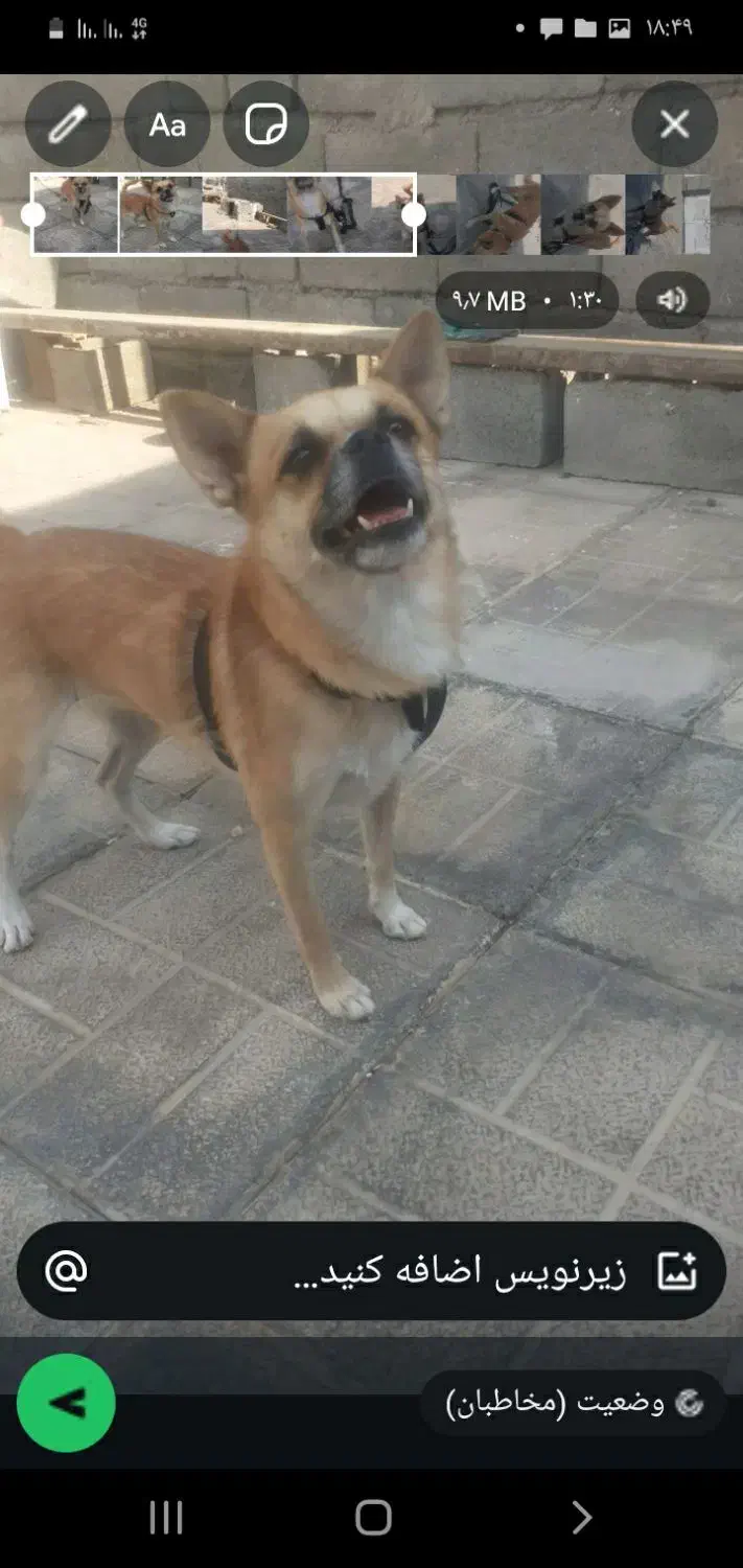 سگ گم شدع|سگ|کهنوج, |دیوار