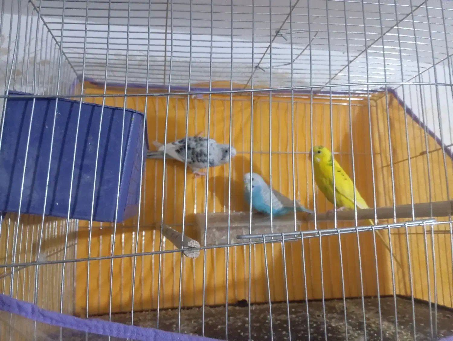 مرغ عشق|پرنده|بم, |دیوار