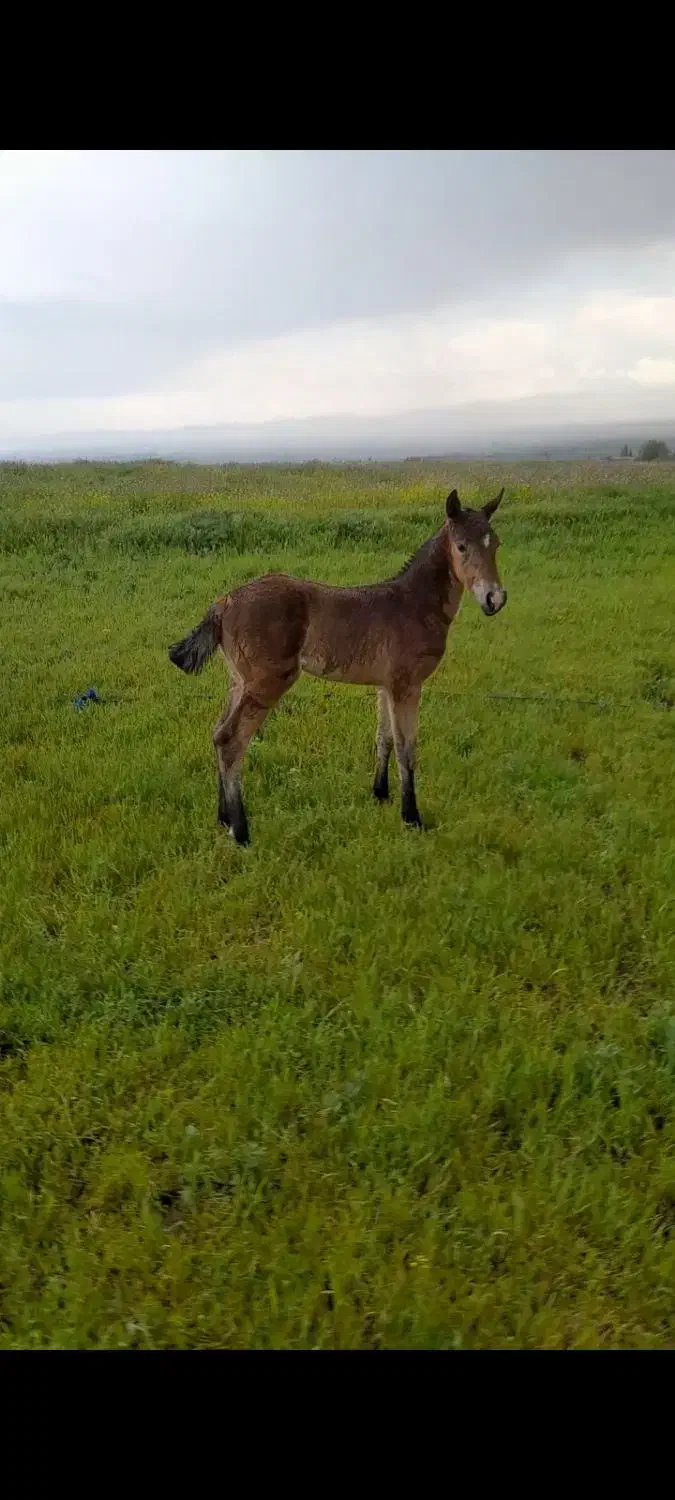 کره مادیون کرد|اسب و تجهیزات اسب‌سواری|سرعین, |دیوار