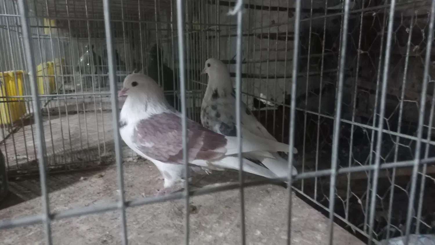 نروماده پرشی تضمینی|پرنده|اصفهان, دستگرده|دیوار