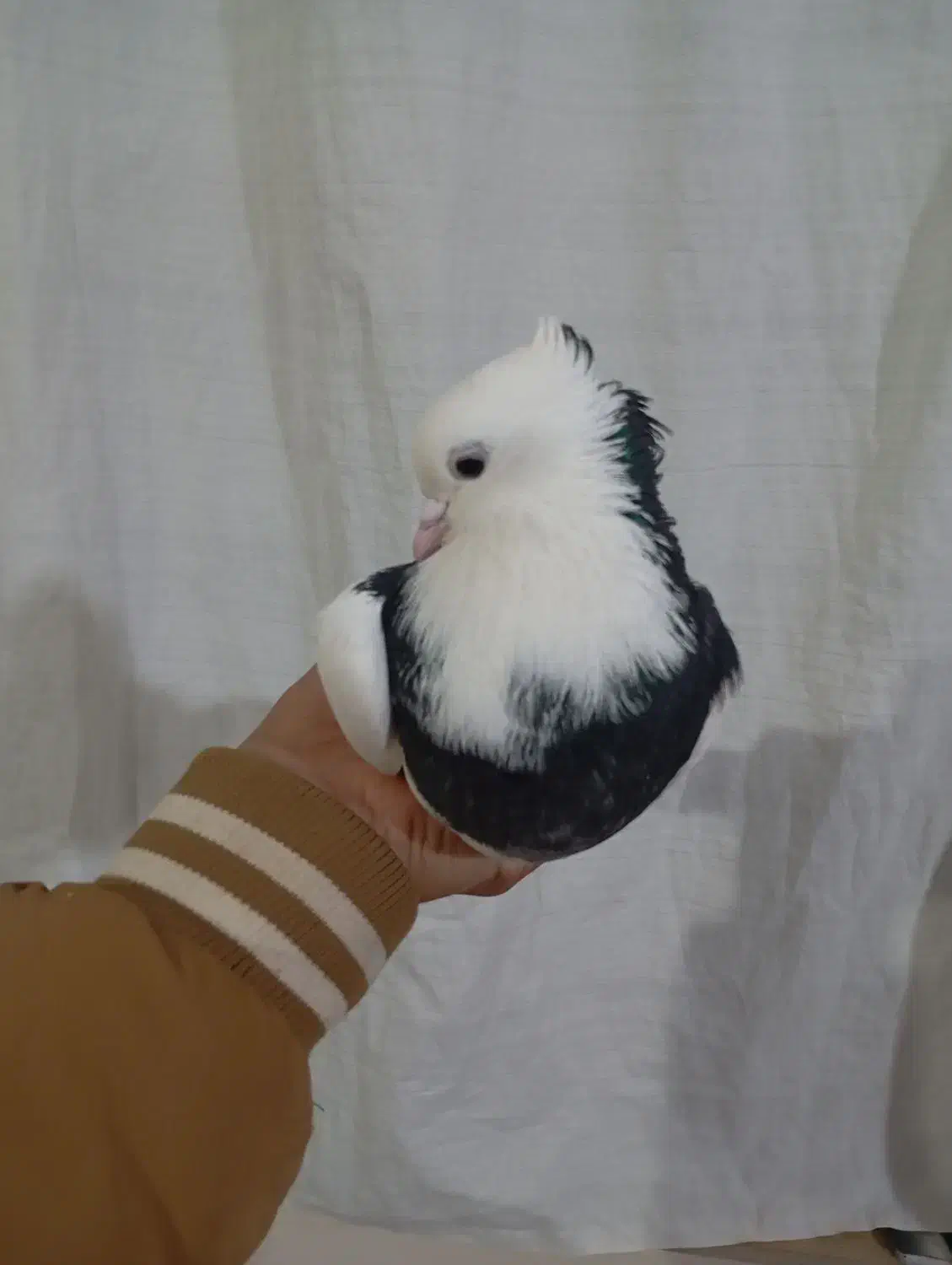 طوقی نر|پرنده|اسفراین, |دیوار