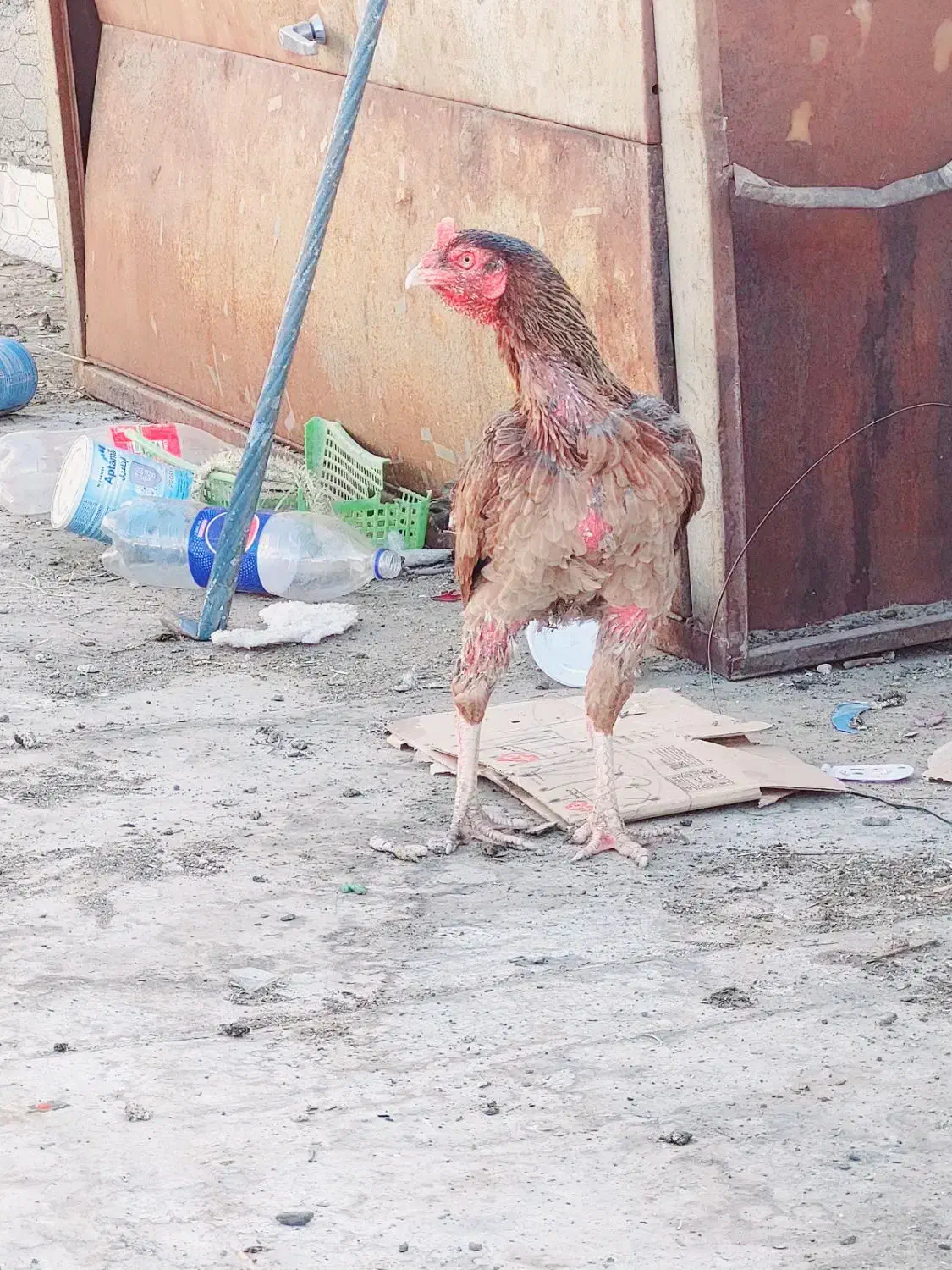 ماده مرغ اصیل و زیبا|حیوانات مزرعه|ایرانشهر, |دیوار