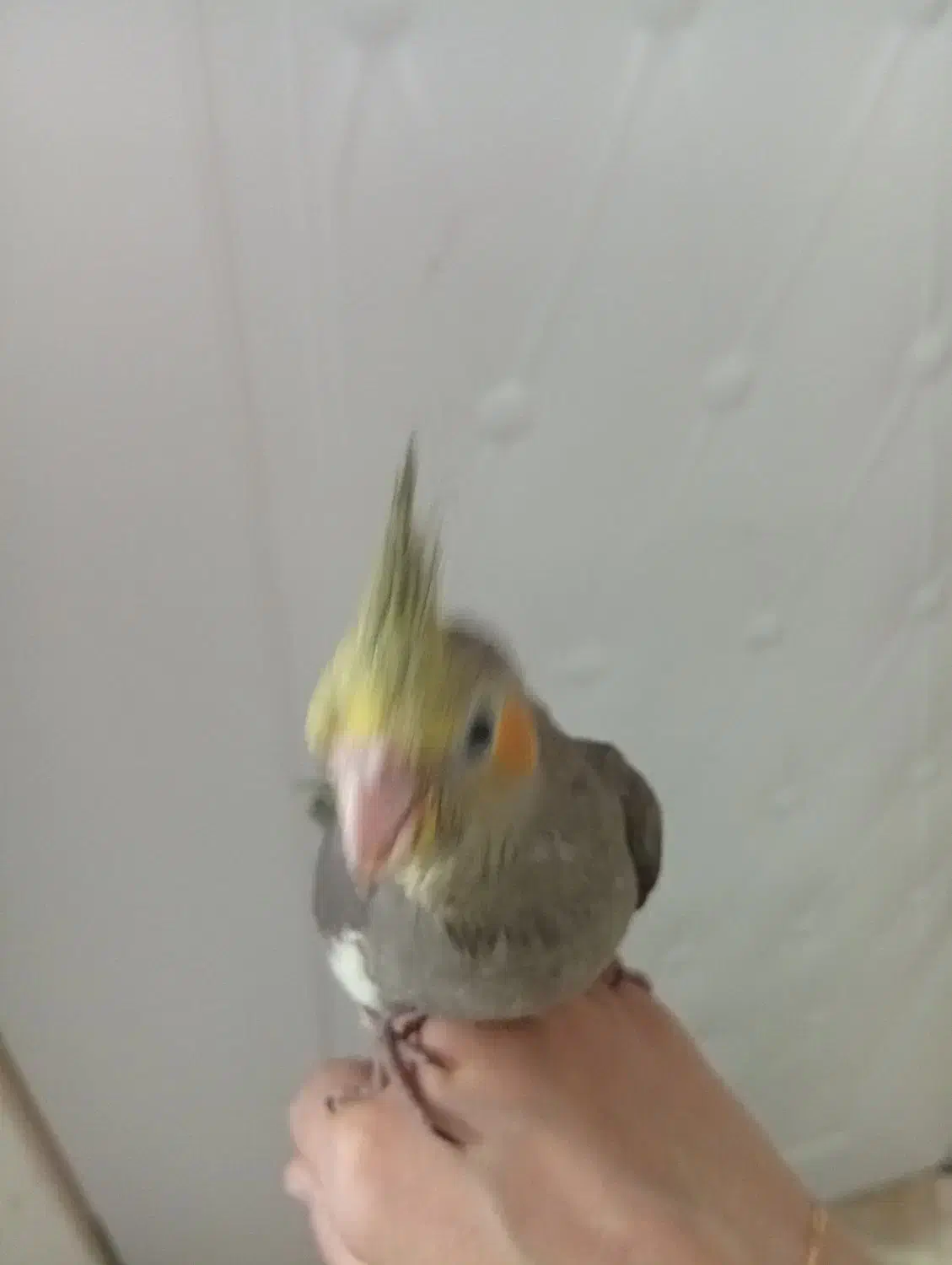 عروس هلندی|پرنده|مسجد سلیمان, |دیوار