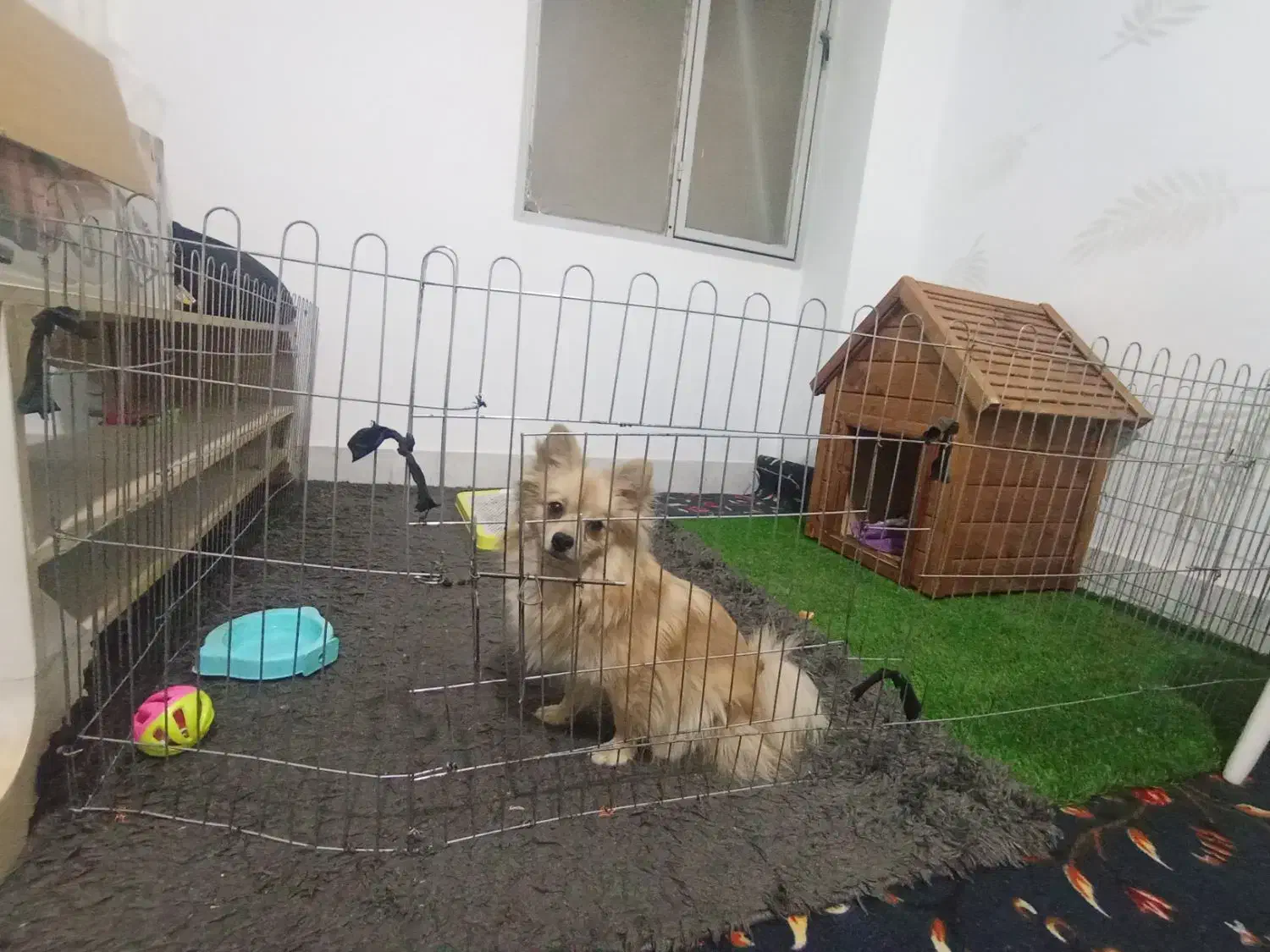 پامر روباهی|سگ|اشتهارد, |دیوار