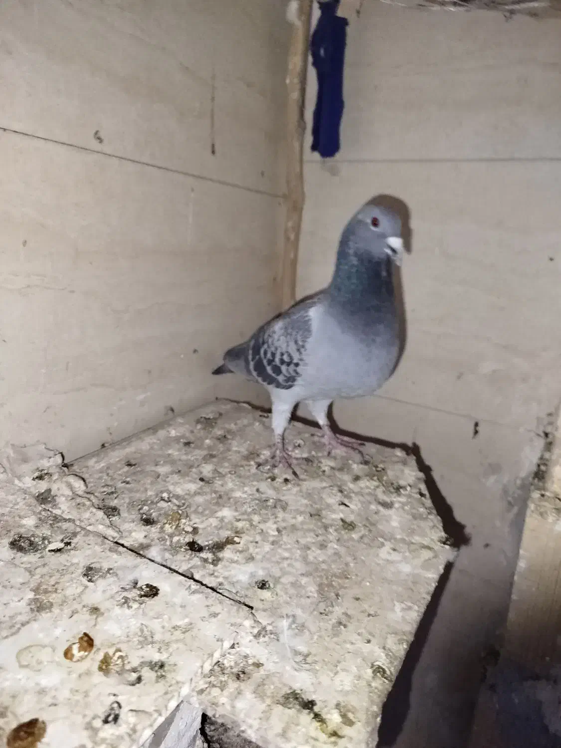 کبوتر پلاکی با ی فنس بزرگ|پرنده|بهبهان, |دیوار