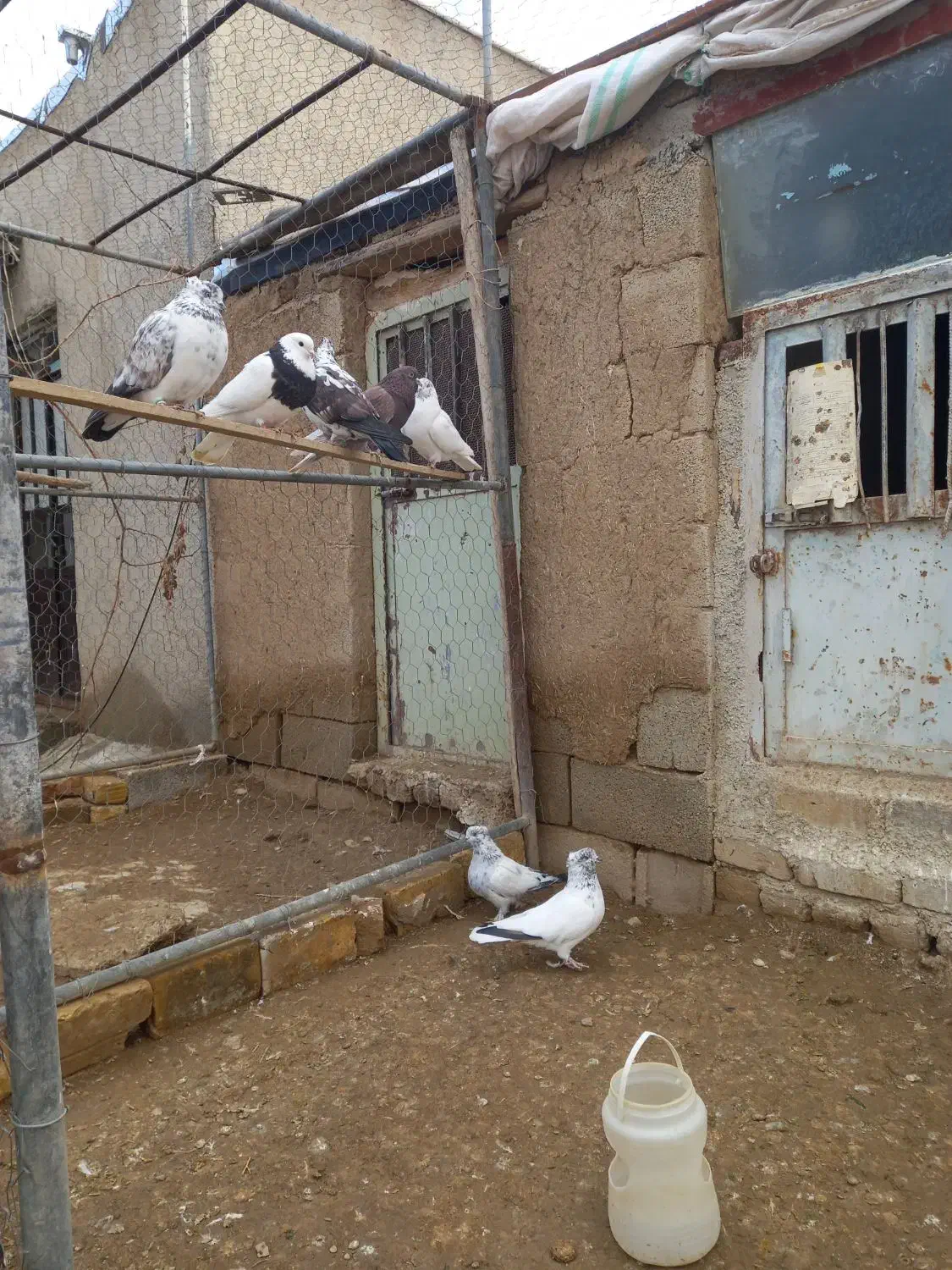 فروش تعدادی کبوتر|پرنده|رزن, |دیوار
