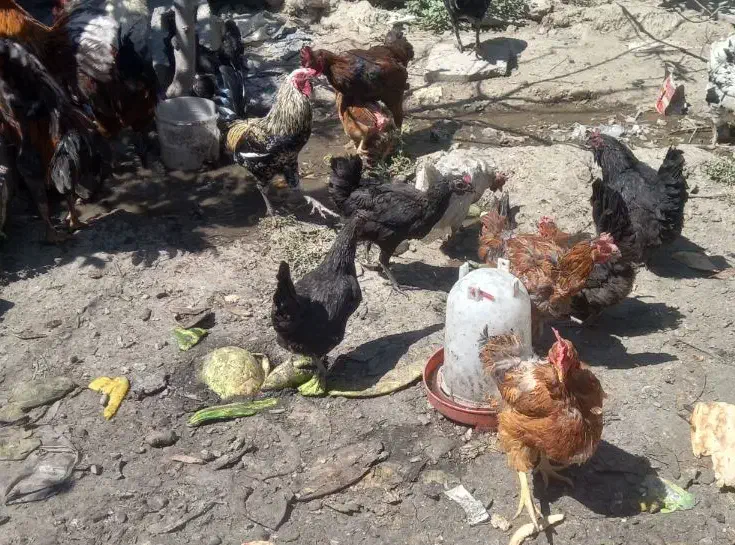 سگ زبر و زرنگ گوش تیز|سگ|چناران, |دیوار