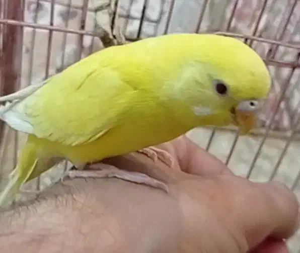 چشم قرمز مرغ عشق|پرنده|بندر امام خمینی, |دیوار