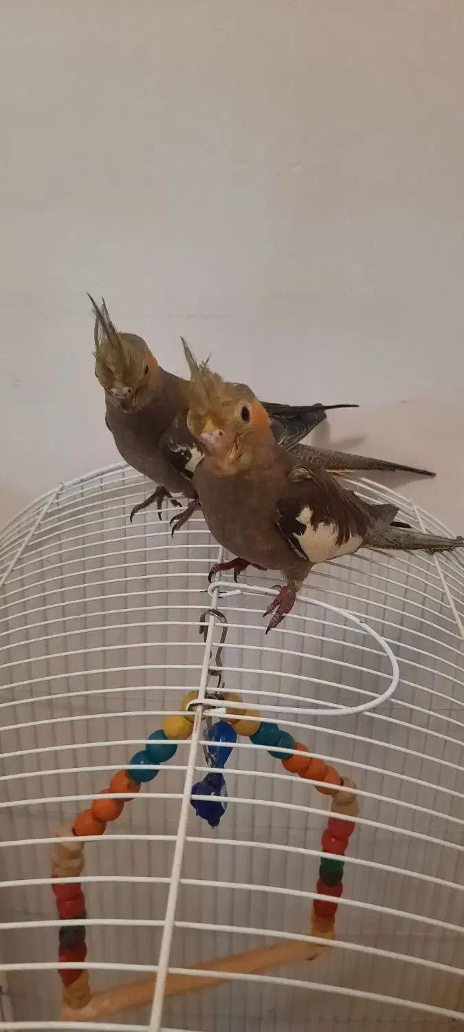 جوجه عروس هلندی|پرنده|قرچک, میرزائی جنوبی|دیوار