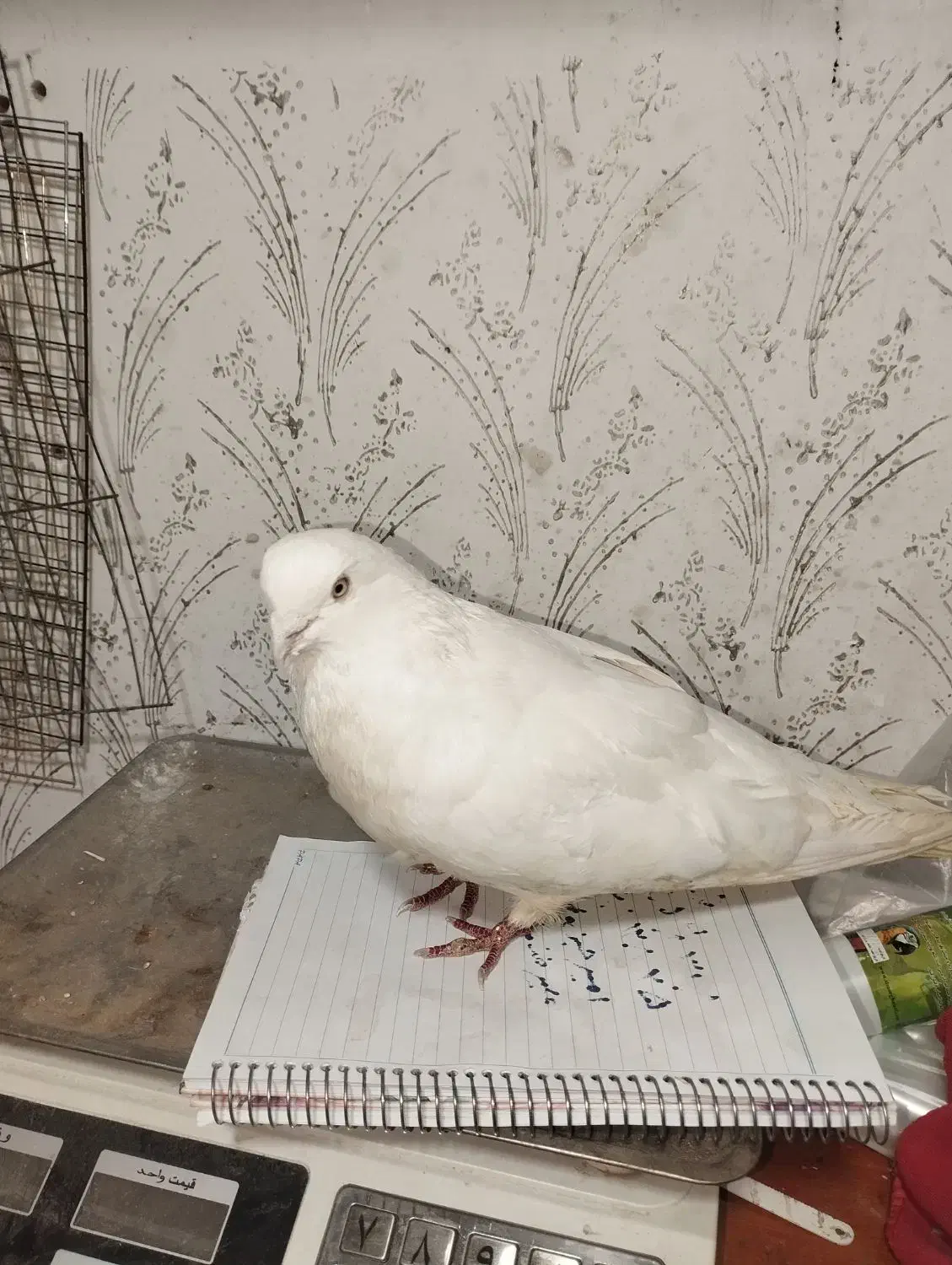 کبوتر زیر قیمت میدم|پرنده|ملکان, |دیوار