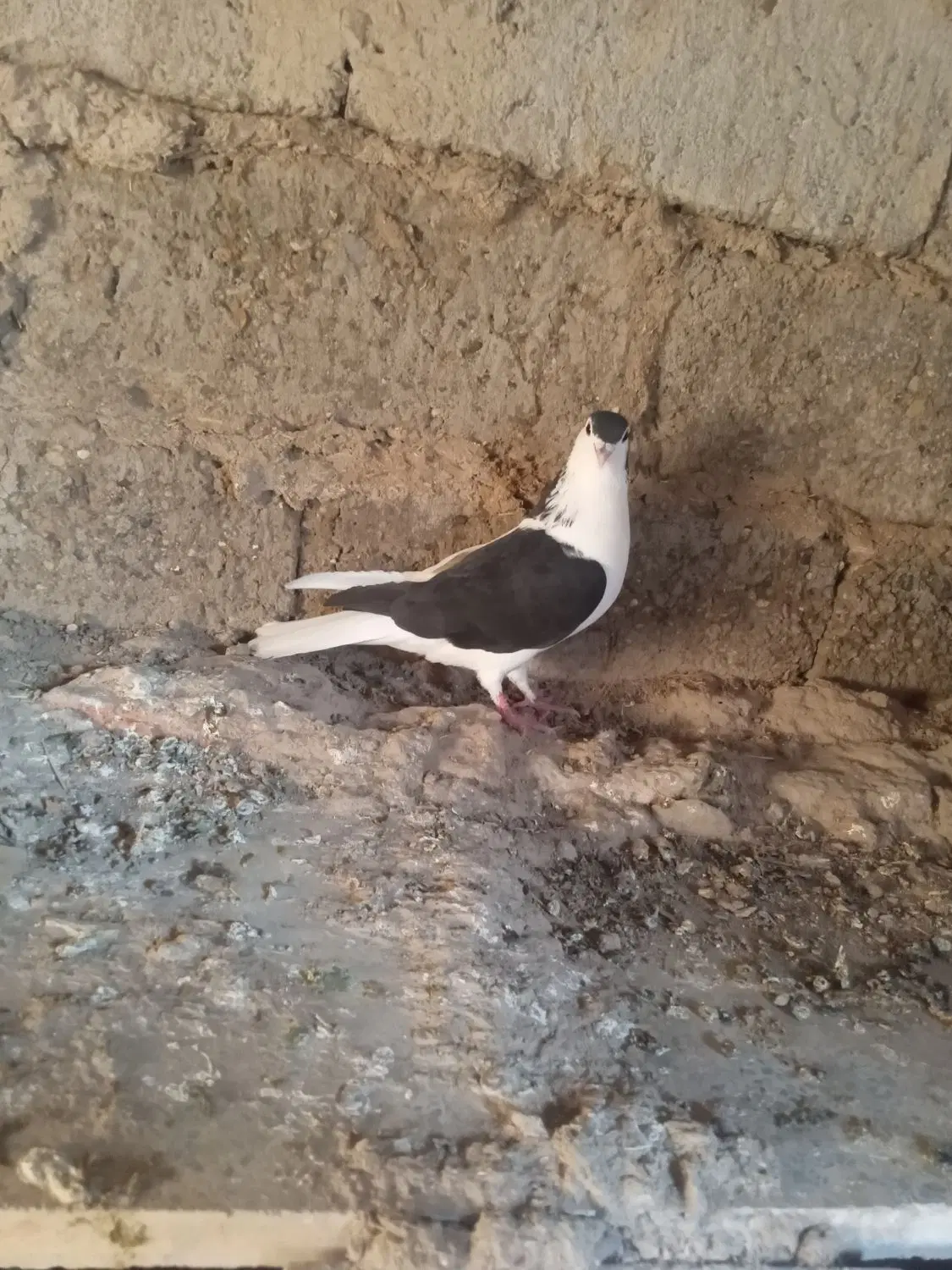 ماده|پرنده|زهک, |دیوار