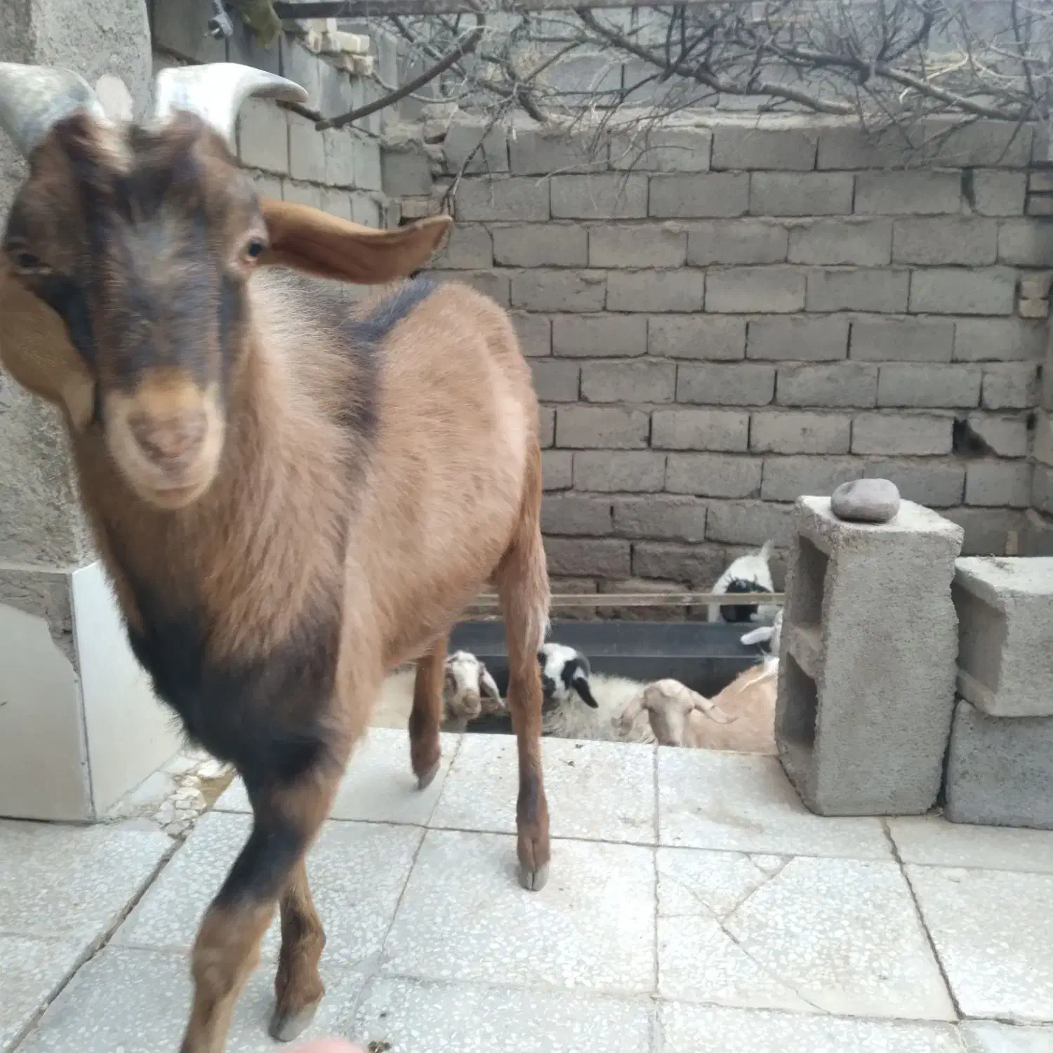 چپش و گیسه های عرب و الپاین فروشی در شهربابک|حیوانات مزرعه|سیرجان, |دیوار