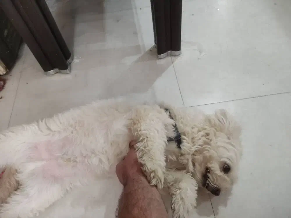 سگ گمشده|حیوانات|اهواز, کوروش|دیوار