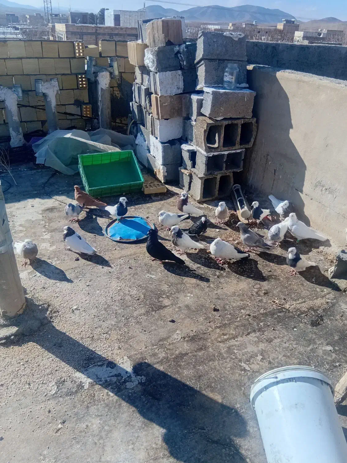 کبوتر|پرنده|دهاقان, |دیوار