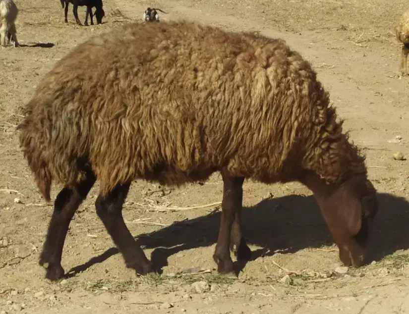 میش.بره.شیشک|حیوانات مزرعه|بوئین و میاندشت, |دیوار