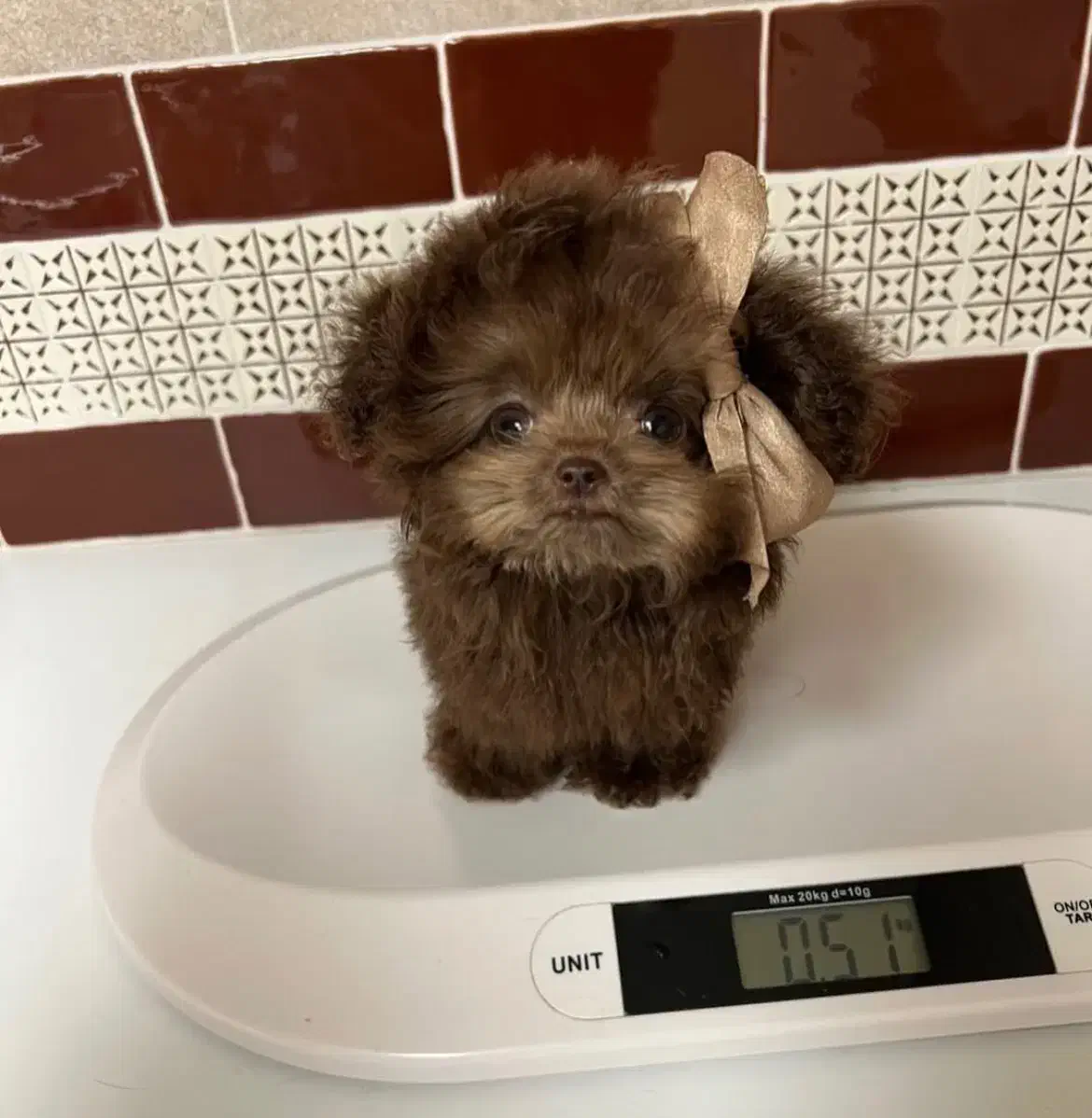 چاکلت مینی|سگ|تهران, حر|دیوار