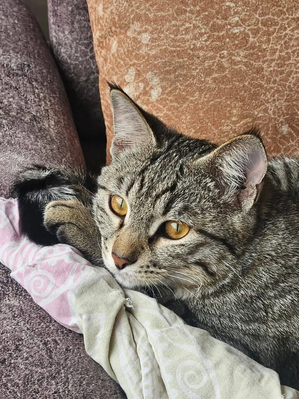 گربه گمشده|حیوانات|شیراز, پودنک|دیوار