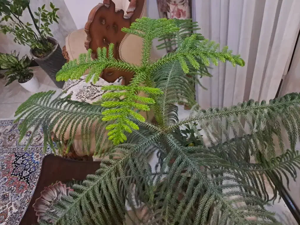 کاج مطبق سرحال زیر قیمت ۵۰۰تومان|گل و گیاه طبیعی|هشتگرد, هشتگرد قدیم|دیوار