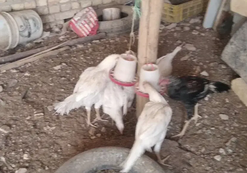 جوجه مرغ و خروس لاری سفید|حیوانات مزرعه|اصفهان, ابر|دیوار