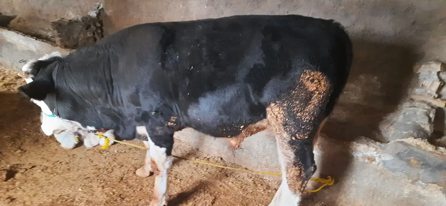 گوساله نر حدودا ۳۰۰ کیلو|حیوانات مزرعه|سرپل ذهاب, |دیوار