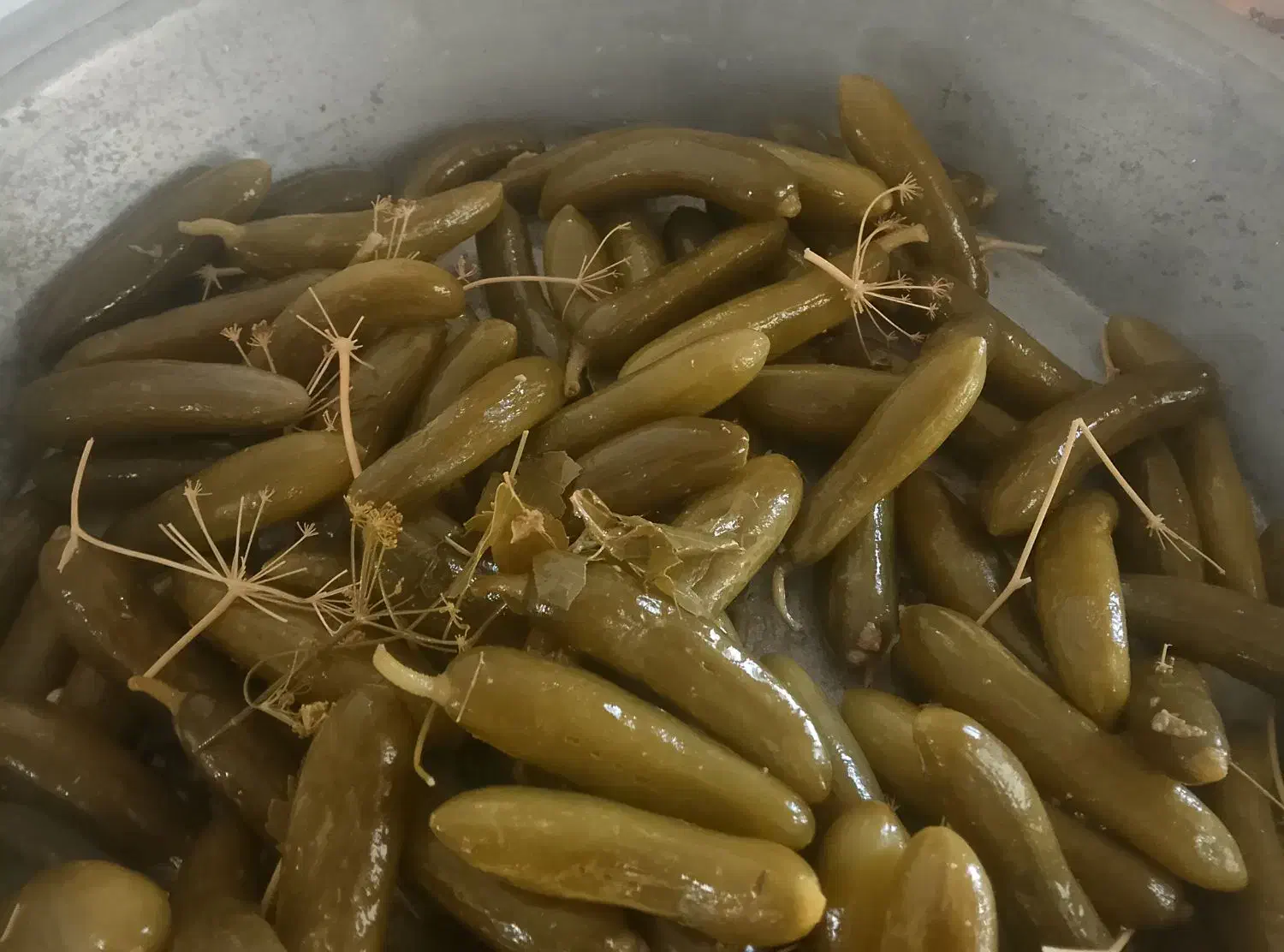 خیارشور تازه وبه قیمت مناسب سوپر نول ممتاز ویژه|خوردنی و آشامیدنی|شیروان (خراسان), |دیوار