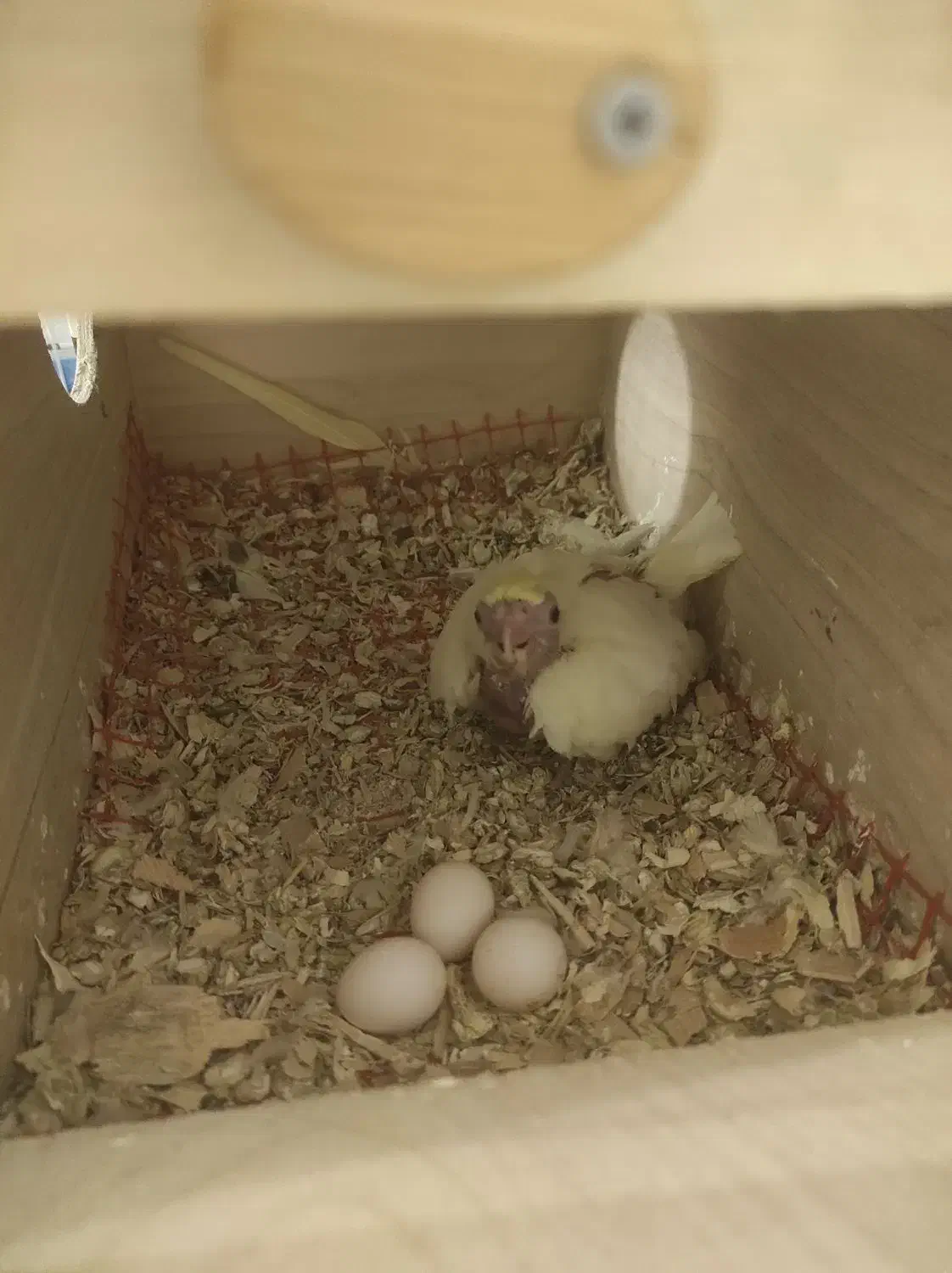 عروس هلندی مولد لوتینو دستی|پرنده|شیراز, تندگویان|دیوار