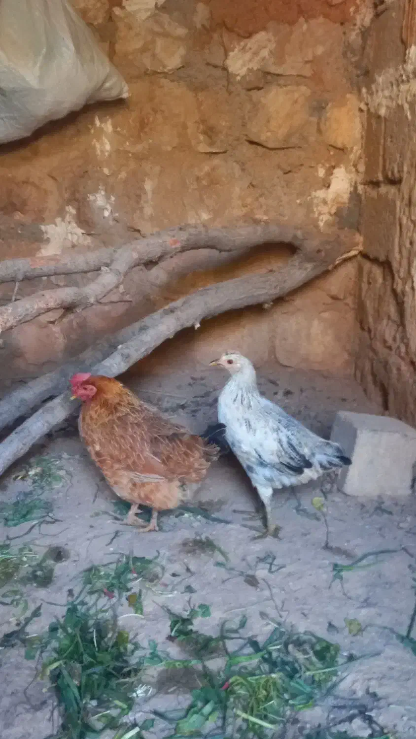 جوجه ۵ماهه و یک عدد مرغ|حیوانات مزرعه|شباب, |دیوار