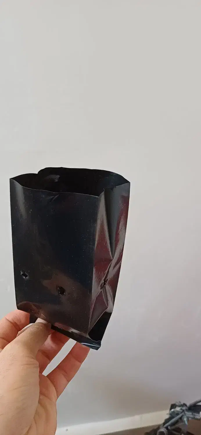 گلدان مشکی و پاکت نشا|گل و گیاه طبیعی|اردبیل, |دیوار