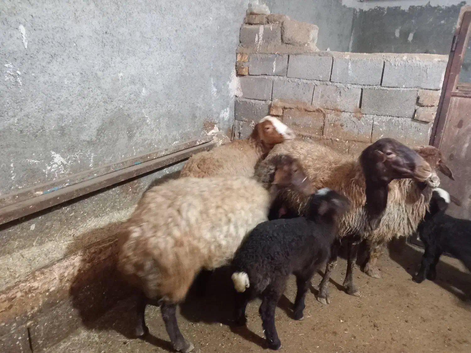 میش،یا گوسفند بره دار|حیوانات مزرعه|سنندج, |دیوار