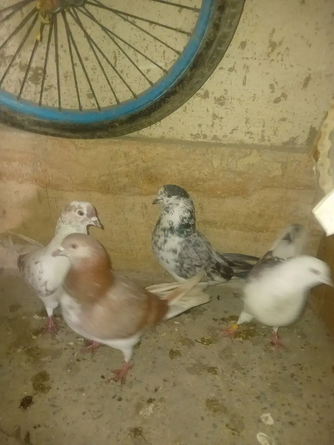 دوجفت کفتر تهرانی اصل پرشی مایع|پرنده|کهریزک, |دیوار